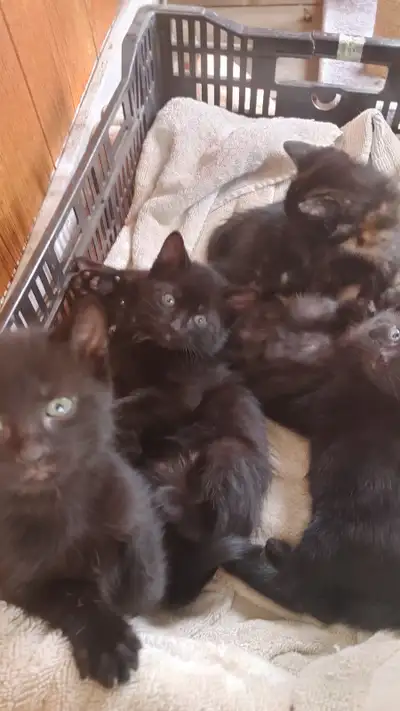 Kittens Available, View more