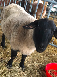Suffolk sheep available