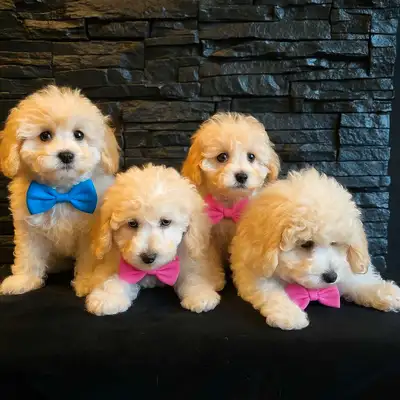 ✨Magnifiques chiots Caniche Miniature✨, View more