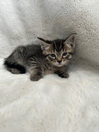 Cute Tabby Kitten