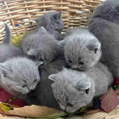 chatons British Shorthair, View more