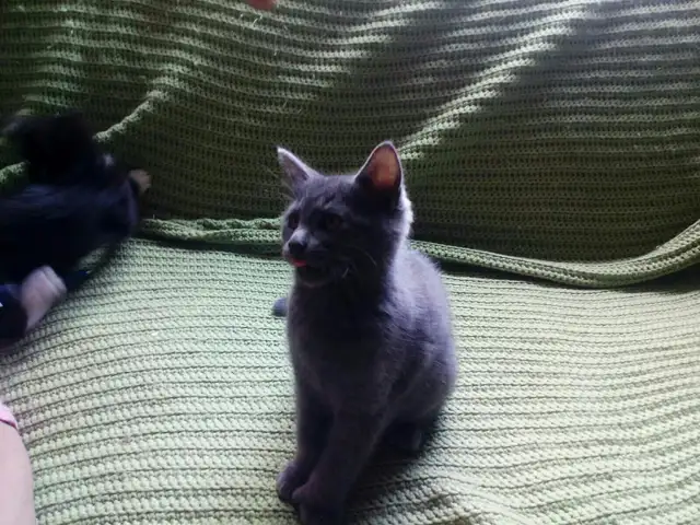 chaton mâle 3 mois in Cats & Kittens for Rehoming in Laval / North Shore - Image 4