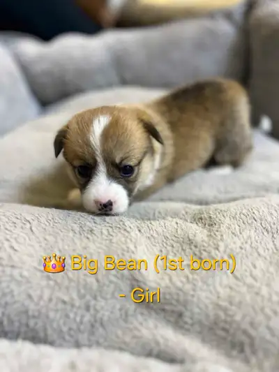 6 Baby Corgi Beans Looking for Their Hoomans! ✨ Warning: Cuteness overload ahead! ✨ We’ve got 6 tiny...