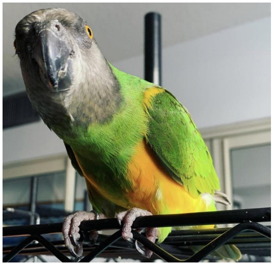 Bird Enthusiast Ready to Provide a Loving Home in Birds for Rehoming in Mississauga / Peel Region - Image 2