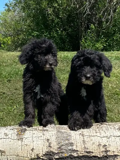 2 pups left!!  F2  Bernsheedoodle puppies, View more