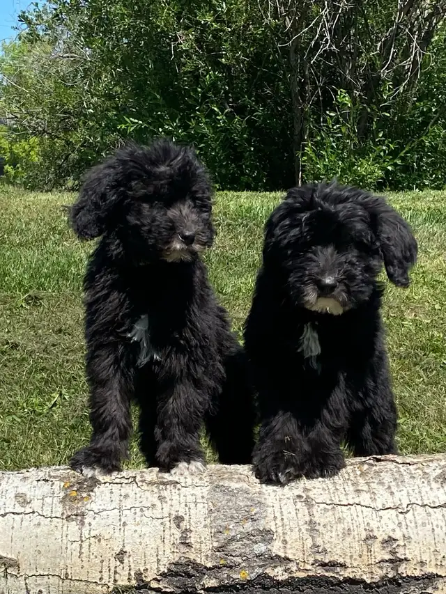 2 pups left!!  F2  Bernsheedoodle puppies in Dogs & Puppies for Rehoming in Strathcona County - Image 2