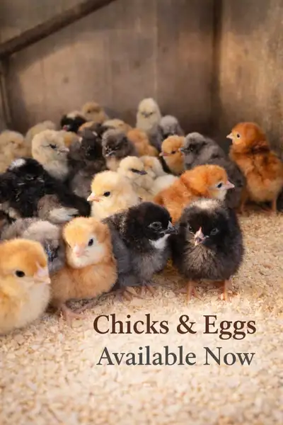 olive/Easter chicks, View more