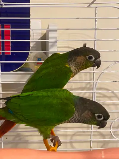 Conures mâle, View more