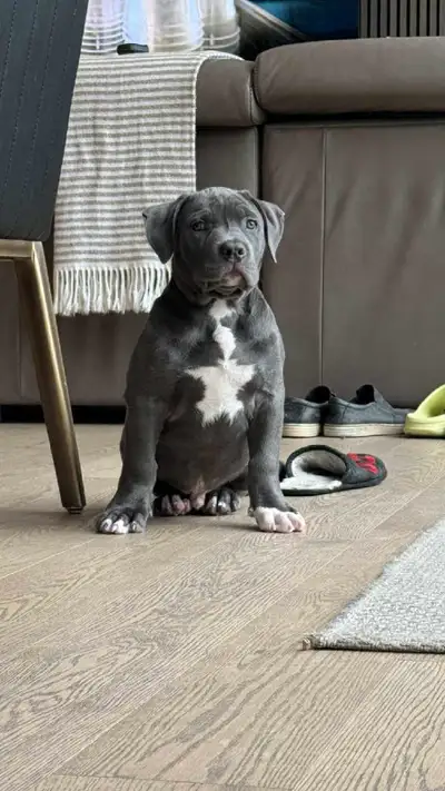chien a vendre, View more