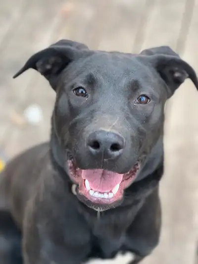 Lab-pit bull mix in need of rehoming due to living restrictions Very well mannered Potty trained In...