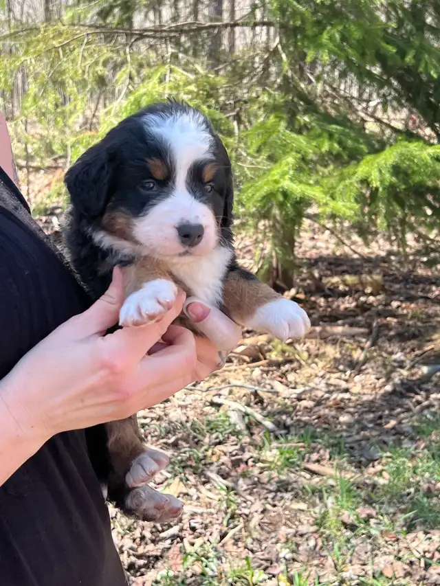 chiots bouvier bernois puppy Bernese Mountain dog in Dogs & Puppies for Rehoming in Ottawa - Image 4