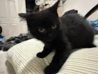Two black kitty