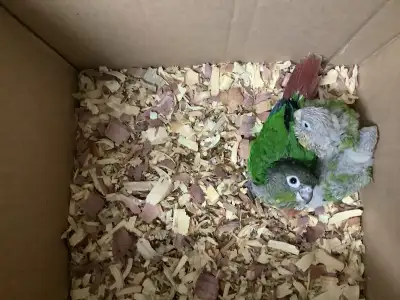 conure babies, View more