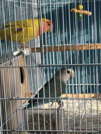 bonded lovebird pair , View more
