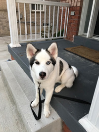 Husky Mix puppy - 4 months and 3 weeks old (Toys, food, treats, 