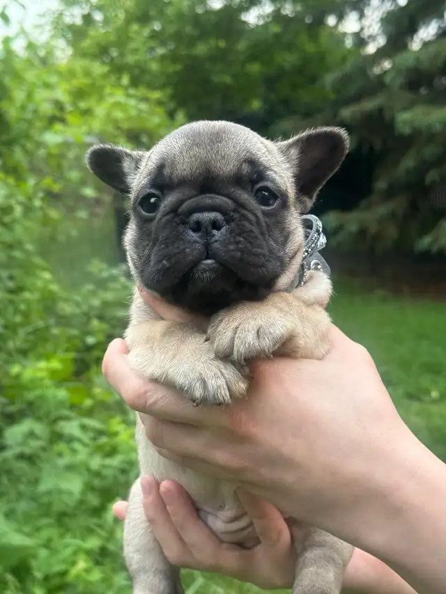 best quality French bulldog puppy’s in Dogs & Puppies for Rehoming in Laval / North Shore - Image 5