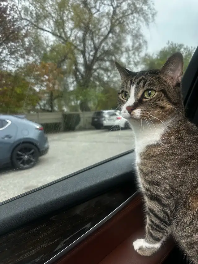 tabby cat for sale in Cats & Kittens for Rehoming in Oakville / Halton Region - Image 4