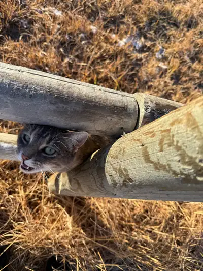 **urgent home(s) needed** barn kitties looking for new home, View more