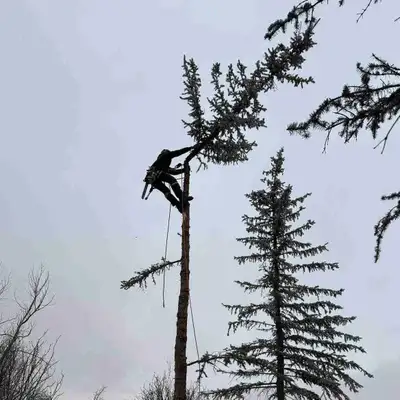 Tree Removal & Pruning Services , View more