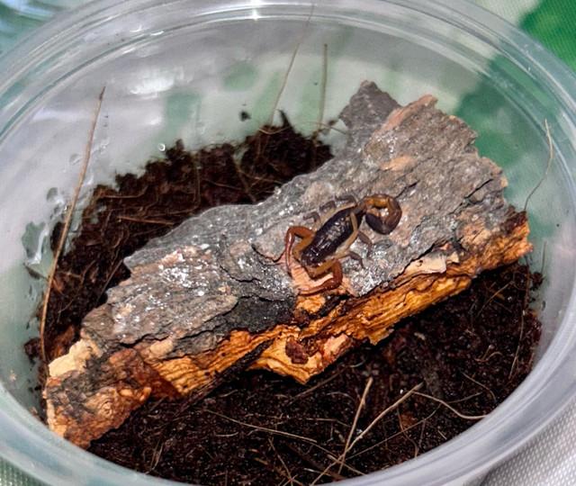 Central American Bark Scorpions!!! in Other Pets for Rehoming in Edmonton