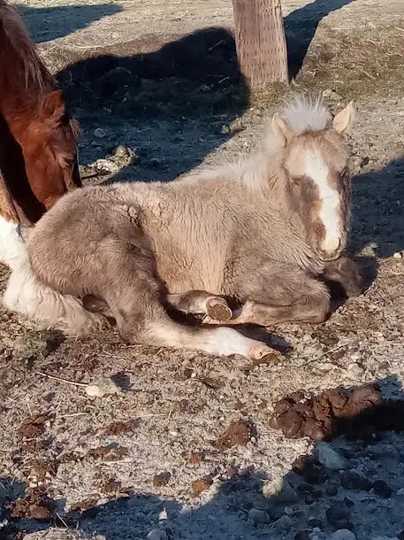 Learning Gentling horses539802913431234567