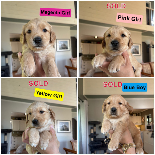 Purebred Golden Retriever Puppies!! *ONLY 1 LEFT* in Dogs & Puppies for Rehoming in Muskoka - Image 2