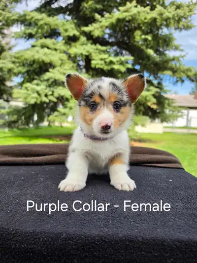 Corgi Puppies, View more