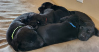 Purebred Black Lab pups for sale