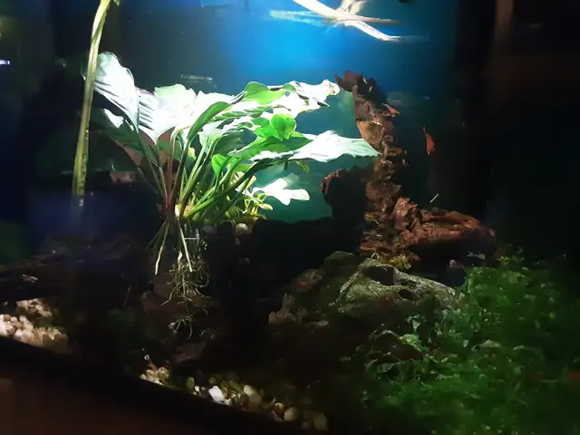 Neocaridina shrimp in Fish for Rehoming in Brantford - Image 4