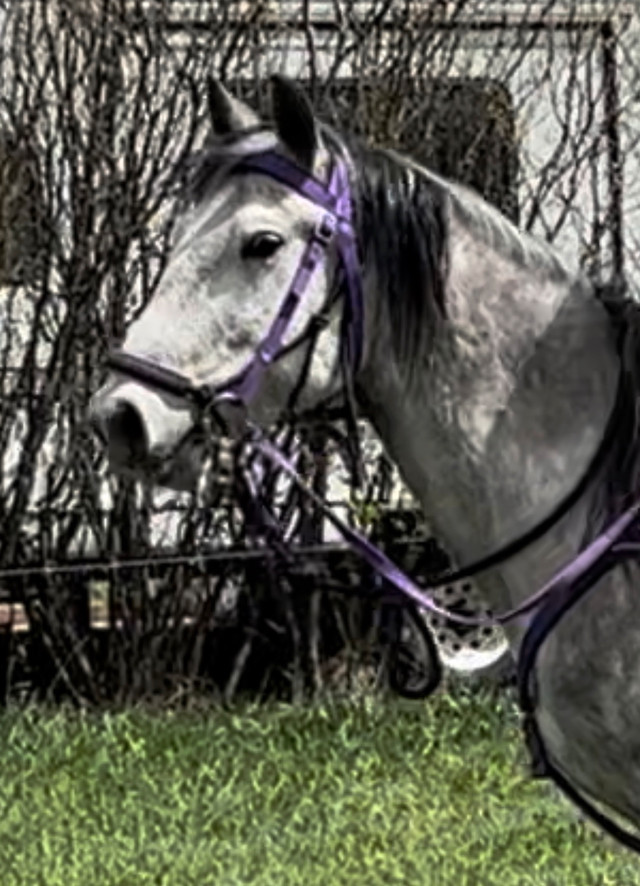 Arabian Cross Gelding (8yrs) in Horses & Ponies for Rehoming in Calgary - Image 2