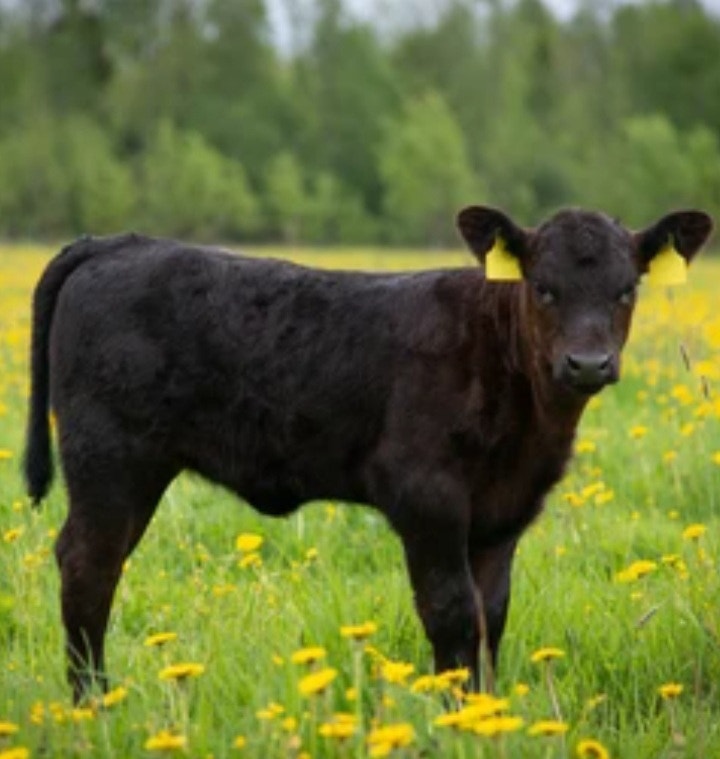 Angus Feeder Calves Animaux de ferme Edmundston Kijiji