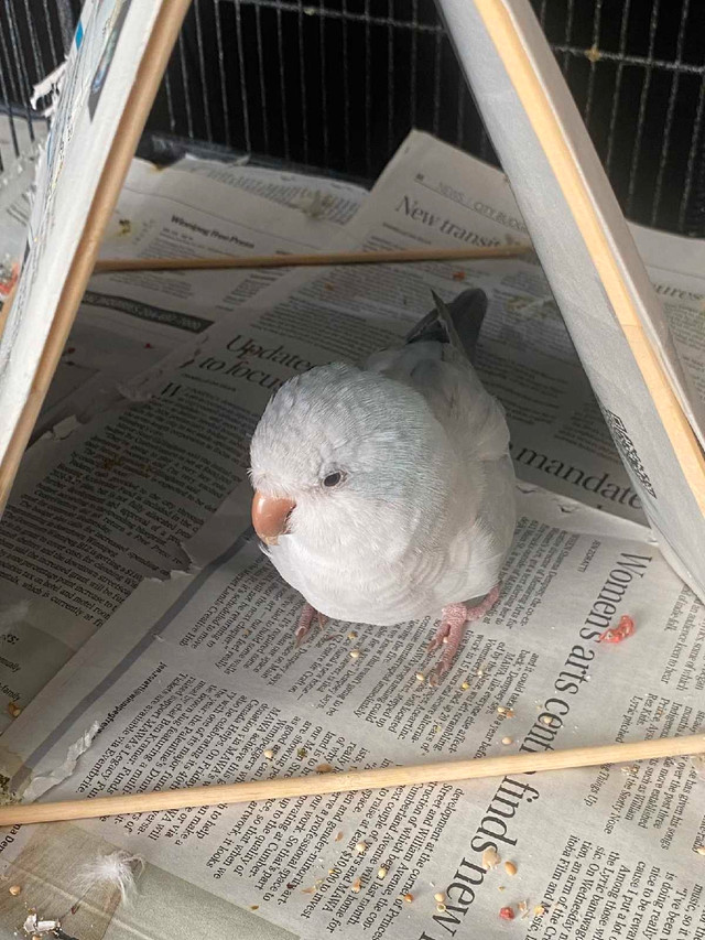 2 Quaker parrots for sale  in Birds for Rehoming in Winnipeg