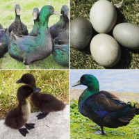 Purebred Cayuga duck hatching eggs and ducklings