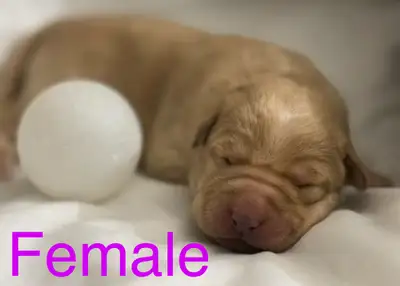 ❤️LAB❤️ LAB❤️, View more