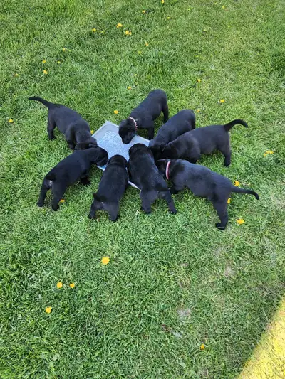 Pure Bred Black Lab Puppies. Papered, first shots, microchipped. Please contact for more info. 3 mal...