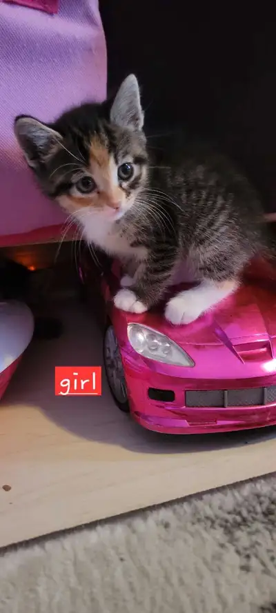 kittens looking for new home , View more