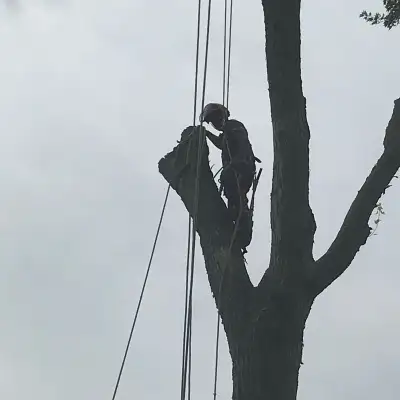 Hello have a tree that needs to be removed ? or do you have a tree that’s overhanging the house that...