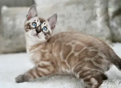  Bengal kittens snow , View more