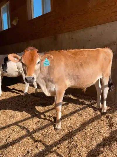 Jersey steer, View more