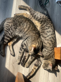 2 male tabby cats 