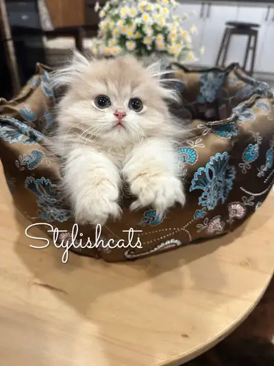 British Longhair blue- golden Show  Class, View more