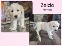 Adorable Great Pyrenees Cross Puppies Available!