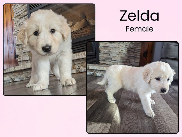 Adorable Great Pyrenees Cross Puppies Available! in Dogs & Puppies for Rehoming in Saskatoon