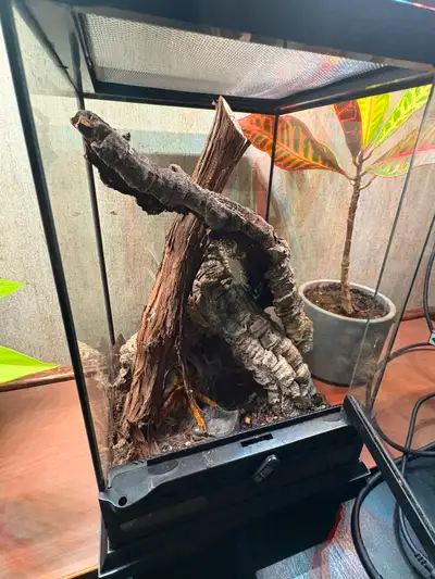 “RCF” Usumbara Orange Baboon Tarantula - 3”, View more