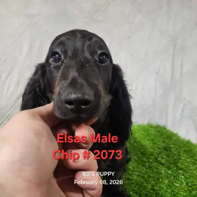 MALE DACHSHUND PUPPIES, View more