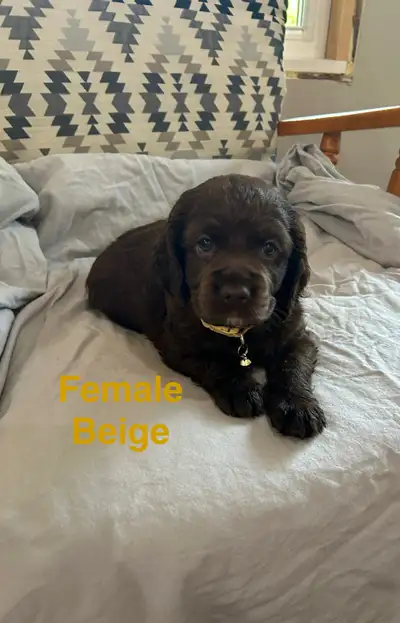 Sprocker puppies ( Springer and Cocker Spaniels), View more