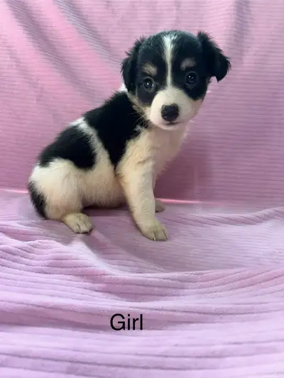 Chihuahua X Terrier, View more