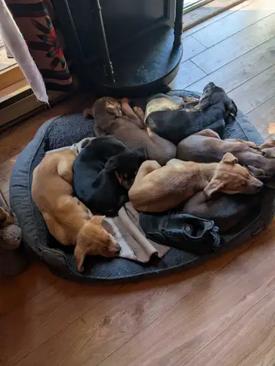 Tennessee Blue Tick Coon Hound and Golden Retriever mix puppies , View more