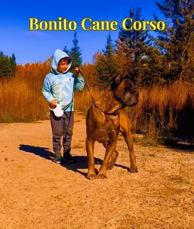 Hamilton's Finest Cane Corso Puppies -  Your Loyal Friend Today, View more