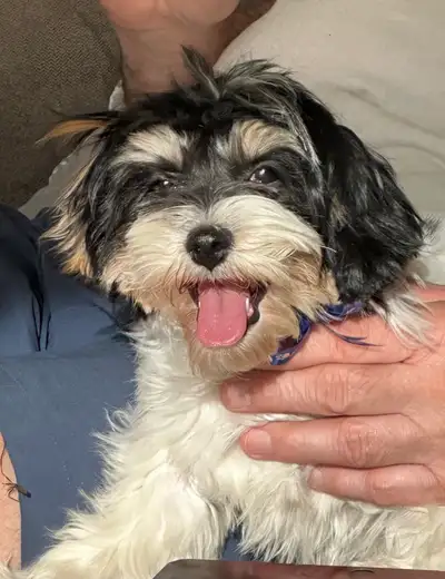 Authentic Cavachon Puppy, View more